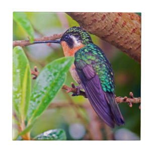 Costa Rica Vogel - Feuerkehlkolibri Fliese