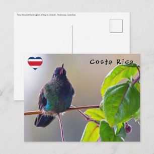 Costa Rica-Vogel - Feuerkehlkolibri Postkarte