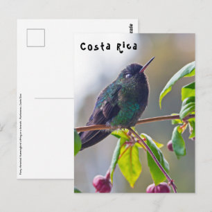 Costa Rica Vogel - Feuerkehlkolibri Postkarte