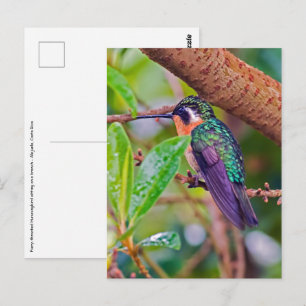 Costa Rica-Vogel - Feuerkehlkolibri Postkarte