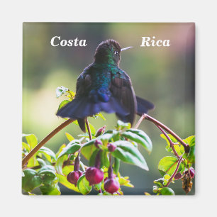 Costa Rica Vogel - Feuerschlundkolibri Magnet