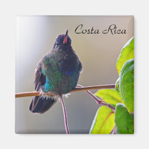 Costa Rica-Vogel - Fiery-throated Hummingbird Magnet