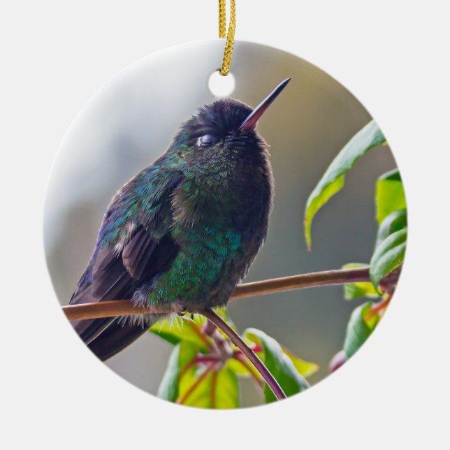 Costa Rica-Vogel - Hummingbird mit Meerschweinchen Keramik Ornament (Vorne)