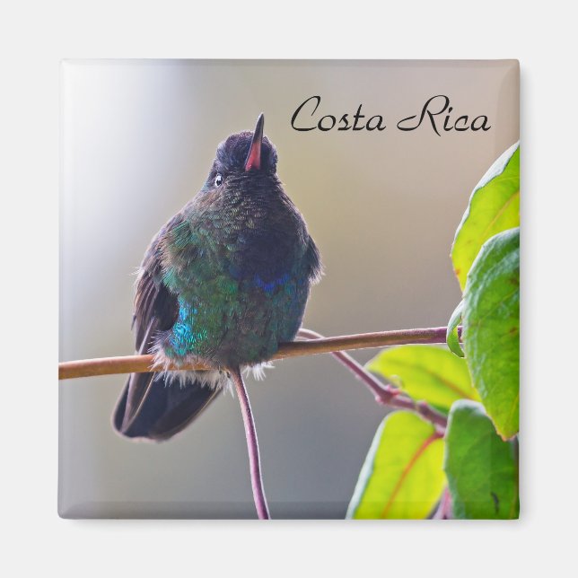 Costa Rica-Vogel - Hummingbird mit Meerschweinchen Magnet (Vorne)