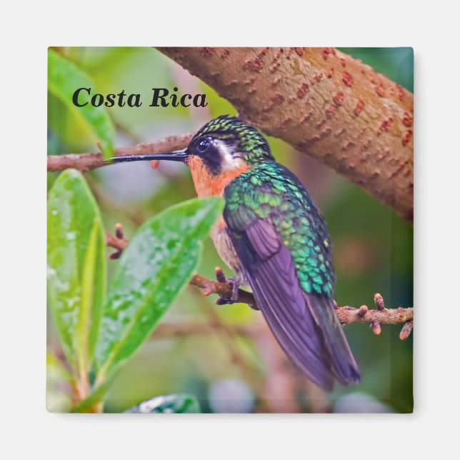 Costa Rica-Vogel - Hummingbird mit Meerschweinchen Magnet (Vorne)