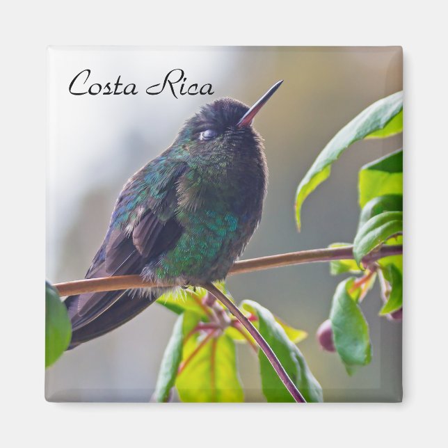 Costa Rica-Vogel - Hummingbird mit Meerschweinchen Magnet (Vorne)