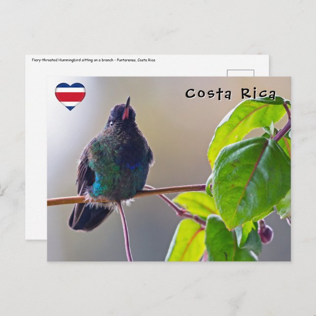 Costa Rica-Vogel - Hummingbird mit Meerschweinchen Postkarte (Vorne/Hinten)