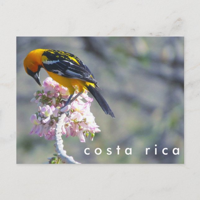 Costa Rica Vogelbeobachtung Postcard Postkarte (Vorderseite)