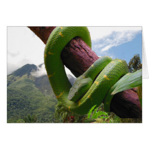 Costa Rica Vulkan und Schlange