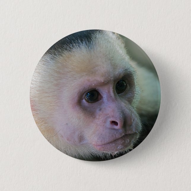 Costa Rica - Weißer Kapuzineraffe Button (Vorderseite)