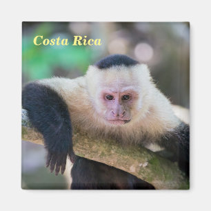 Costa Rica - Weißer Kapuzineraffe Magnet