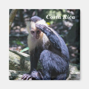 Costa Rica - Weißer Kapuzineraffe Magnet