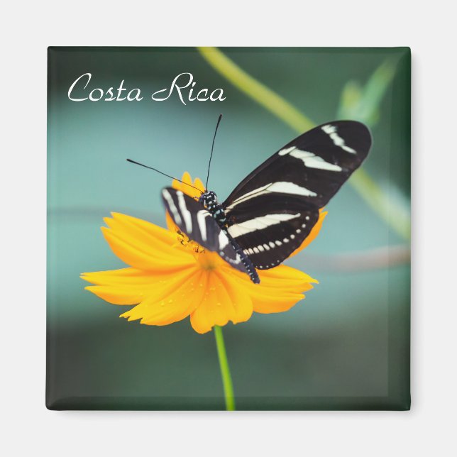 Costa Rica - Zebra Longwing Butterfly Magnet (Vorne)
