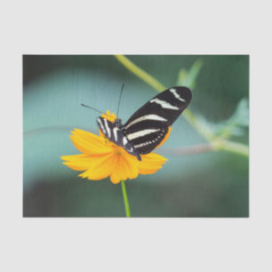 Costa Rica - Zebrafalter Seidenpapier