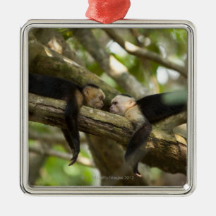 Costa Rica, zwei Affen, die auf dem Baum, liegend Silbernes Ornament