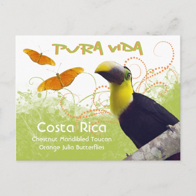 Costa Rican Pura Vida Toucan Postcard Postkarte (Vorderseite)