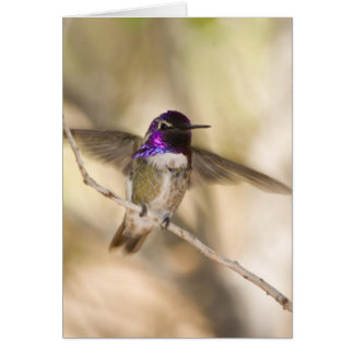 Costa's Hummingbird