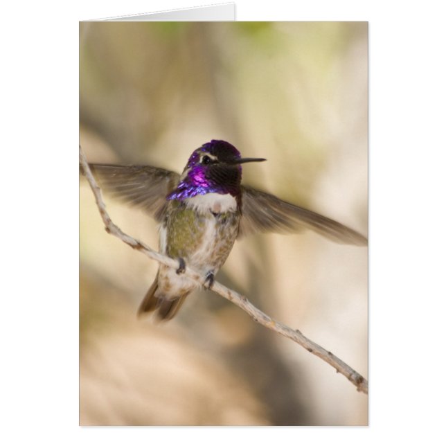 Costa's Hummingbird (Vorne)