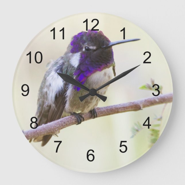 Costa's Hummingbird auf einem Ast Große Wanduhr (Vorderseite)