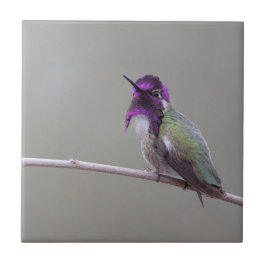 Costa's Hummingbird Fliese