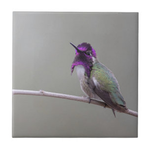 Costa's Hummingbird Fliese