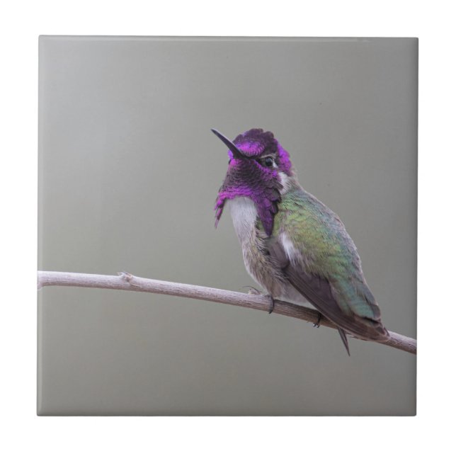 Costa's Hummingbird Fliese (Vorderseite)