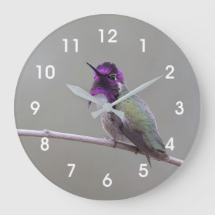 Costa's hummingbird große wanduhr