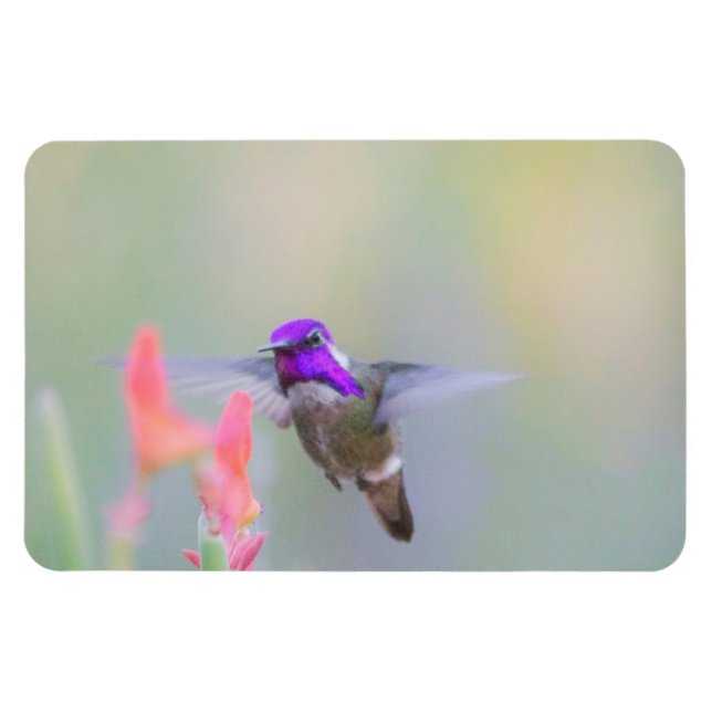 Costa's Hummingbird im Ansatz Magnet (Horizontal)