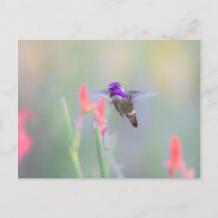 Costa's Hummingbird im Ansatz Postkarte
