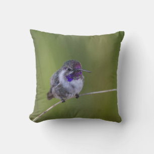 Costa's Hummingbird im August Kissen