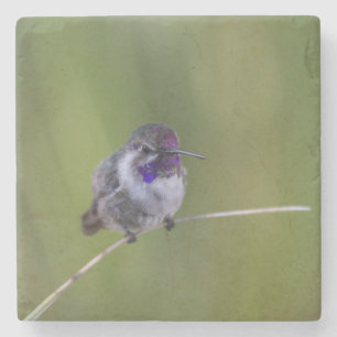 Costa's Hummingbird im August Steinuntersetzer