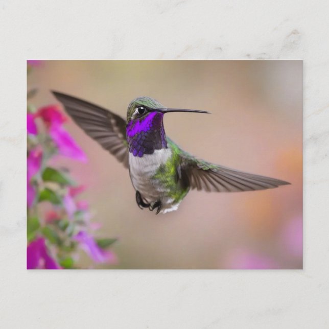 Costa's Hummingbird im Flug Postkarte (Vorderseite)