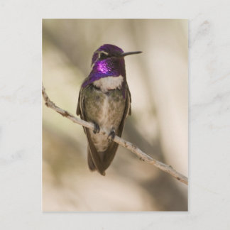 Costa's Hummingbird Postkarte