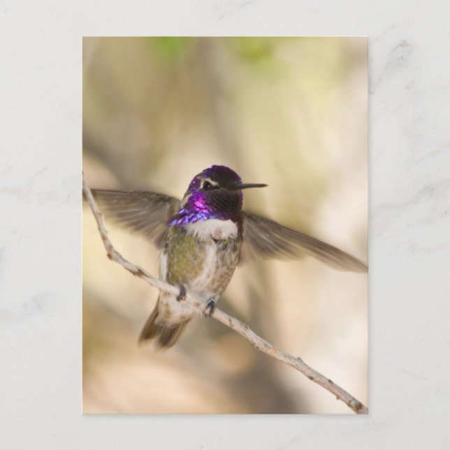 Costa's Hummingbird Postkarte (Vorderseite)
