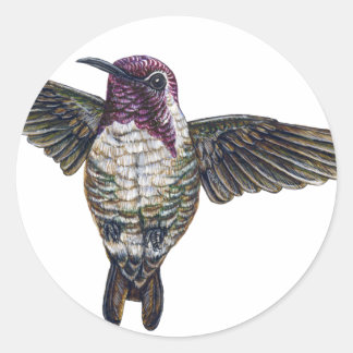 Costa's Hummingbird Runder Aufkleber