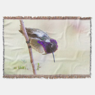 Costa's Hummingbird steht auf einem Zweig Decke