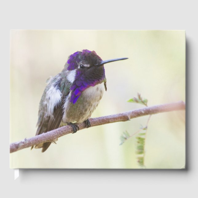 Costa's Hummingbird steht auf einem Zweig Gästebuch (Vorderseite)
