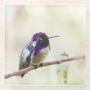 Costa's Hummingbird steht auf einem Zweig Glasuntersetzer