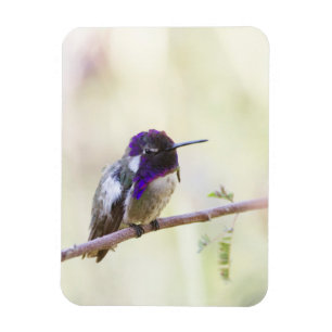 Costa's Hummingbird steht auf einem Zweig Magnet