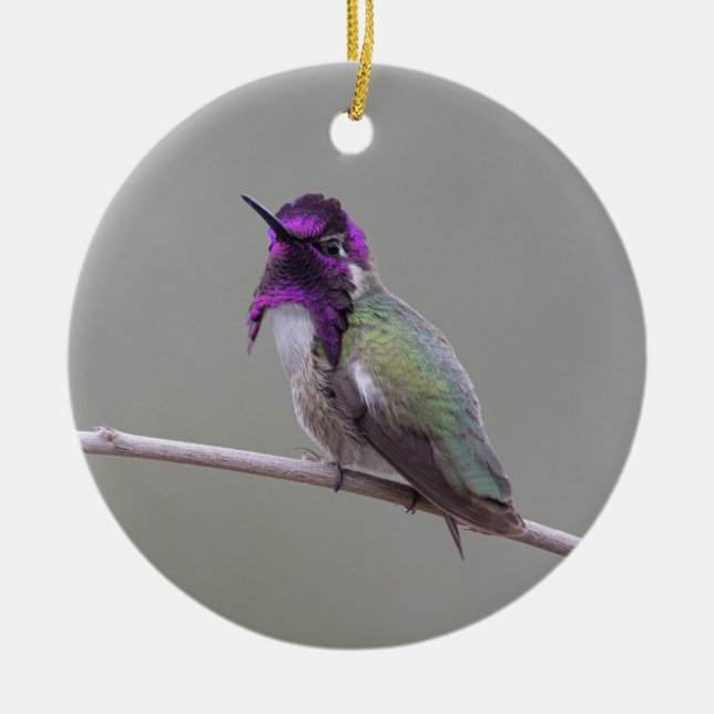 Costa's Kolibri Keramik Ornament (Vorne)