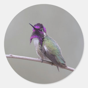 Costa's Kolibri Runder Aufkleber