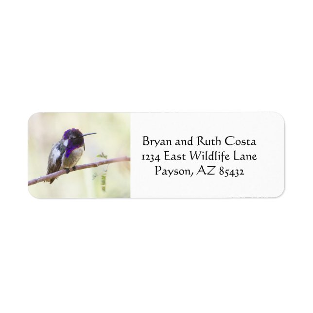 Costa's Kolibri steht auf einem Zweig (Vorne)