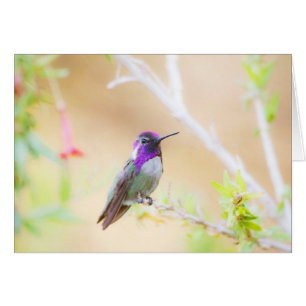 Costa's Kolibri zwischen dem Laub