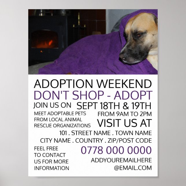 Cosy Dog, PET Adoption Poster (Vorne)