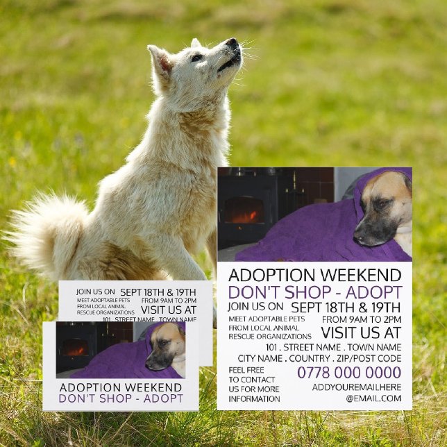 Cosy Dog, Werbung für Tiervermittlungsevent Flyer (Von Creator hochgeladen)