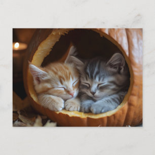 Cosy Kittens Snugggle in a Pumpkin Postkarte