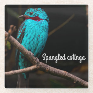 Cotinga Glasuntersetzer