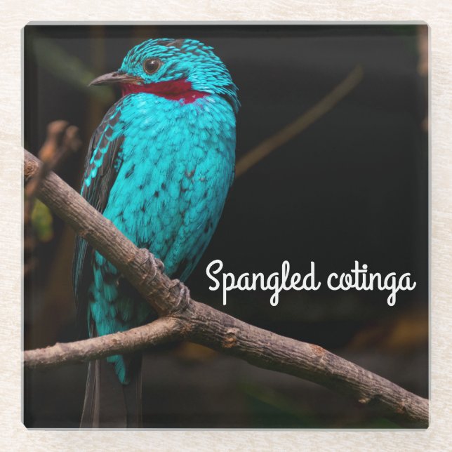 Cotinga Glasuntersetzer (Vorderseite)