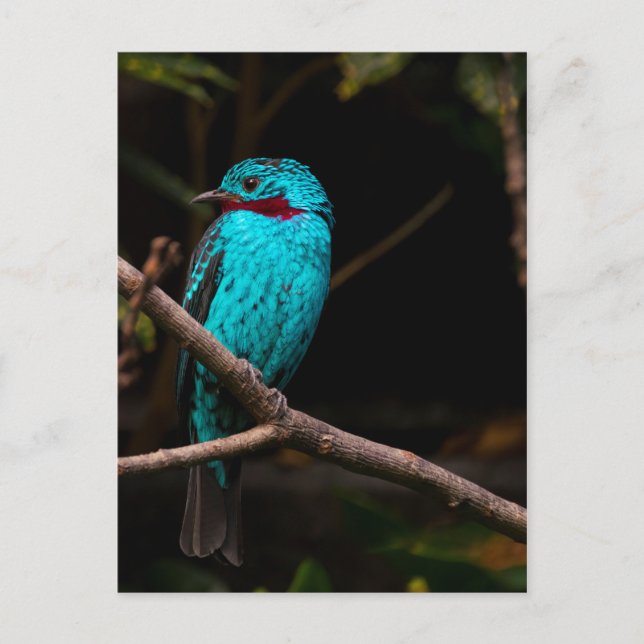 Cotinga Postkarte (Vorderseite)