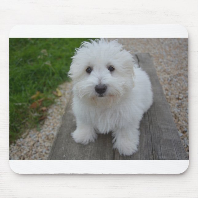 Coton de tulear auf Bank Mousepad (Vorne)